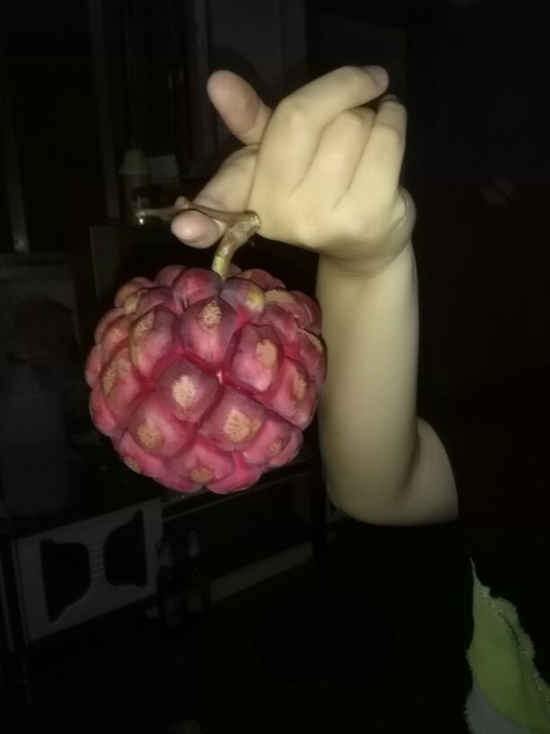 布福娜树苗30~50cm