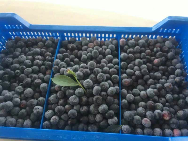 南高丛蓝莓10~12mm以上