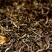 百年大树茶一级