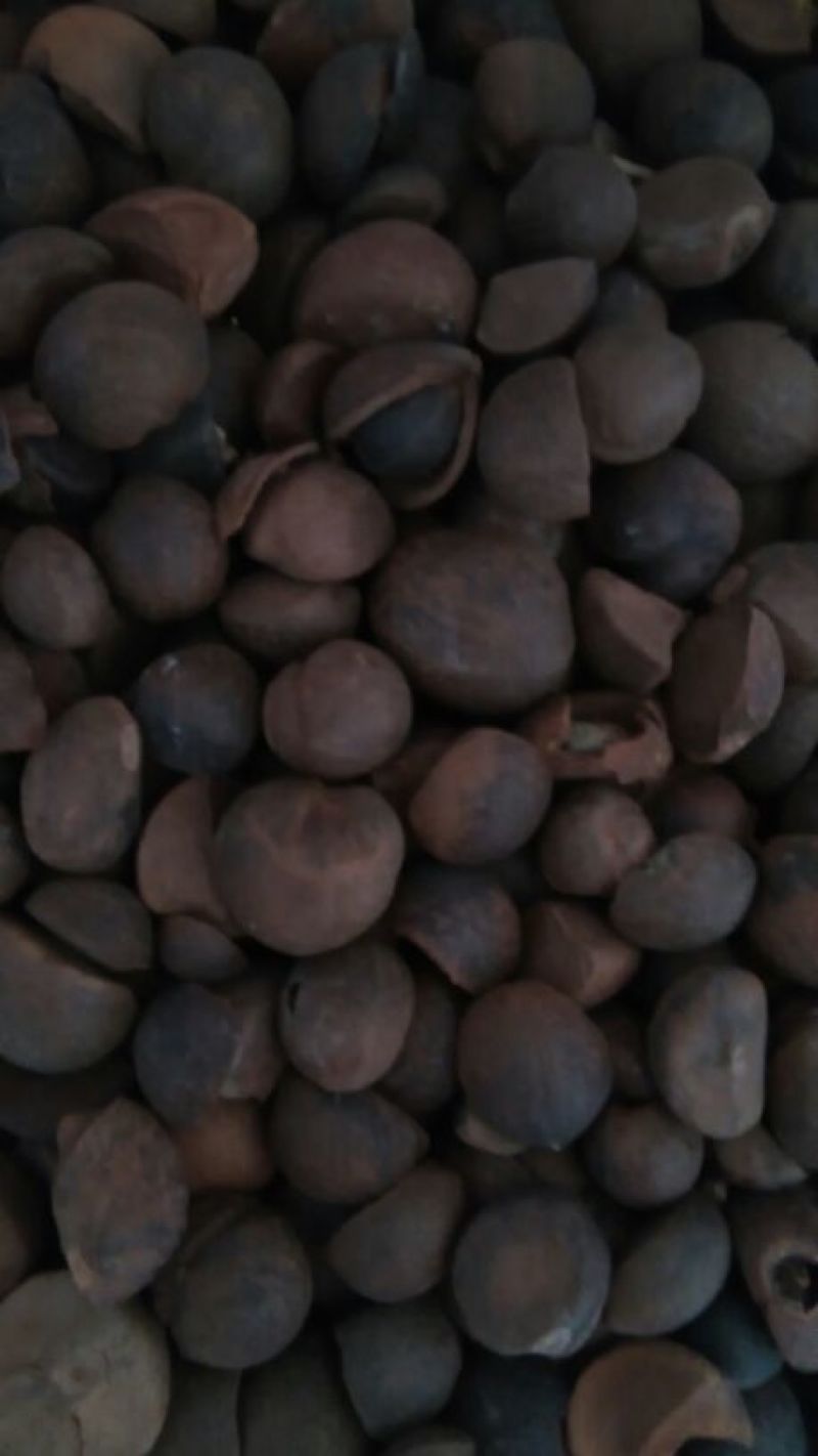 茶树油山茶油