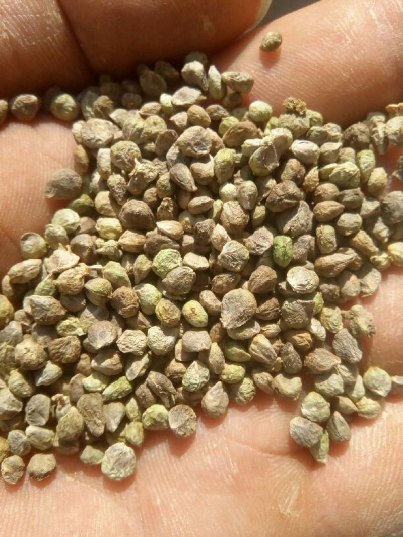 大叶菠菜15~20厘米