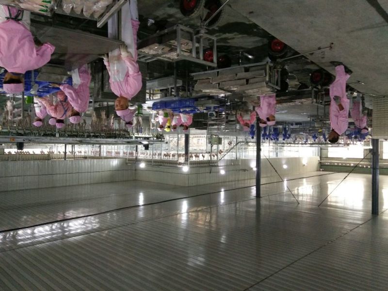 白条鸭