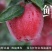 花牛75mm以上光果