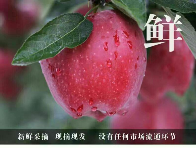花牛75mm以上光果