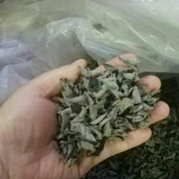 秋木耳一级