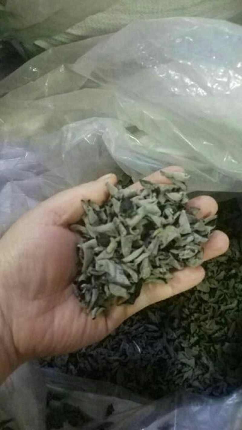 秋木耳一级