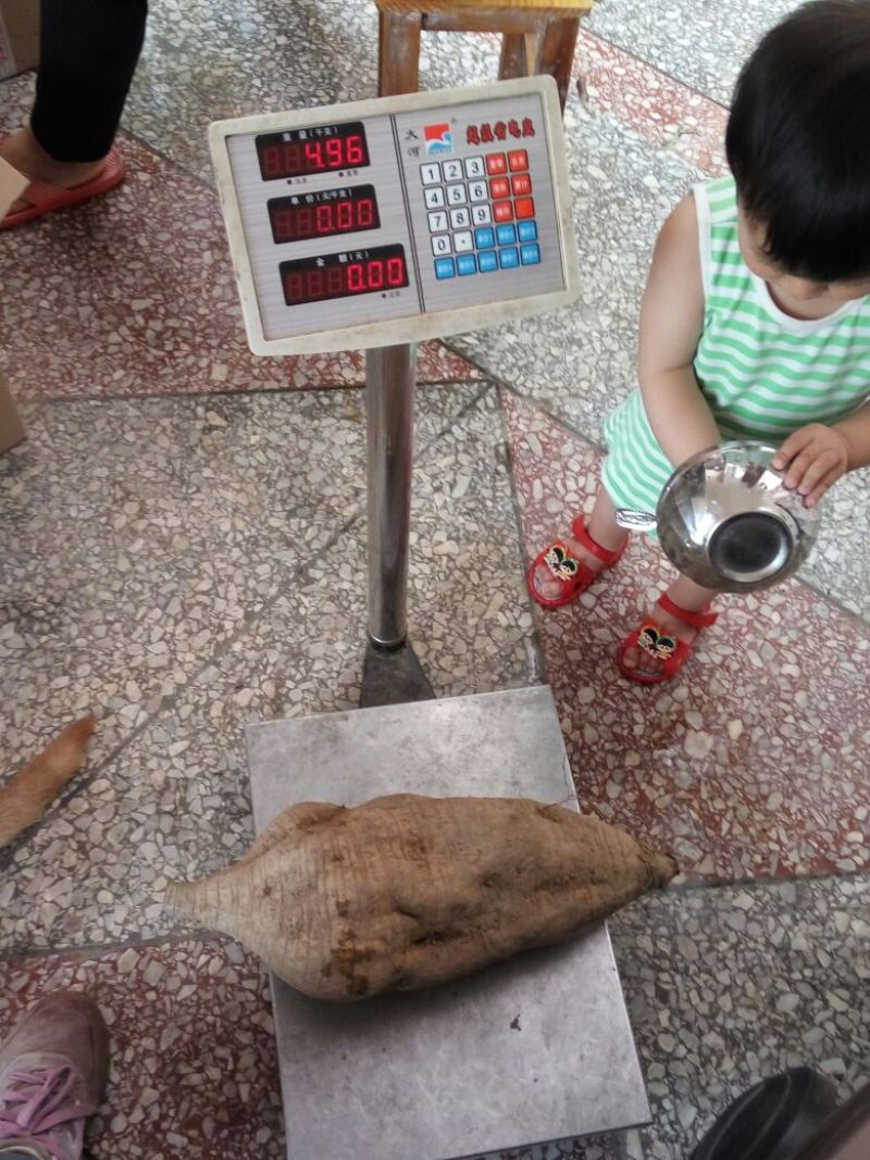 葛根无渣粉葛食材葛根菜葛