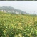 杨桃苗