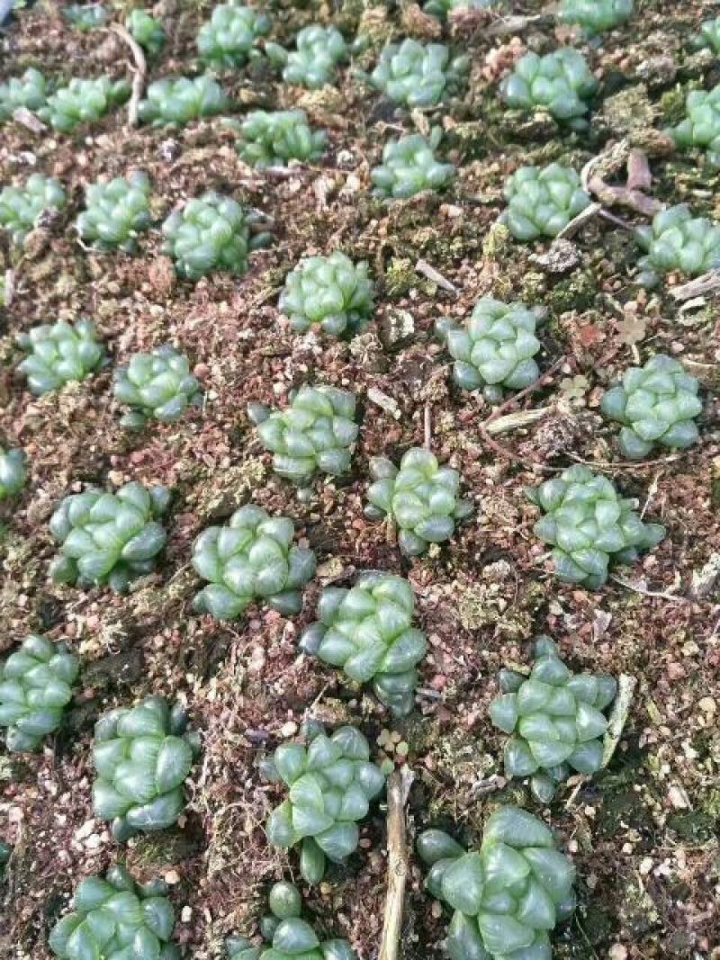 多肉植物不含盆