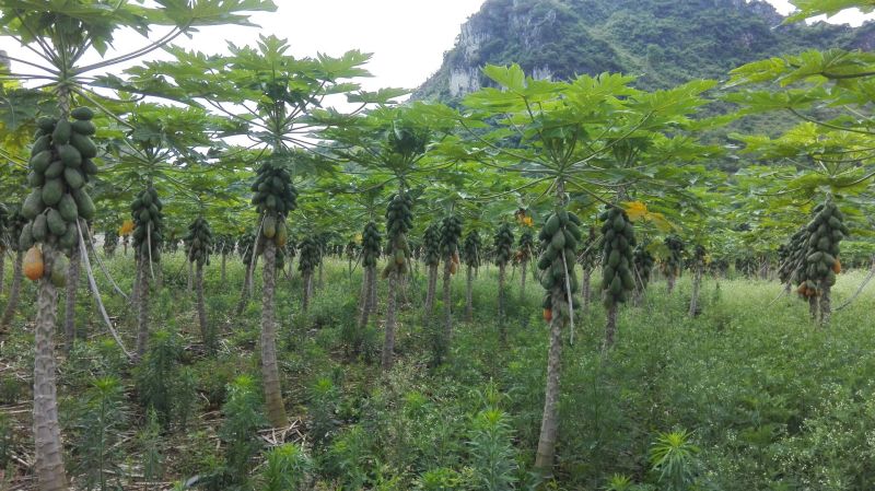 水果木瓜1.5~2斤