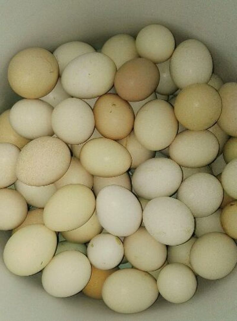 土鸡蛋食用40~50g