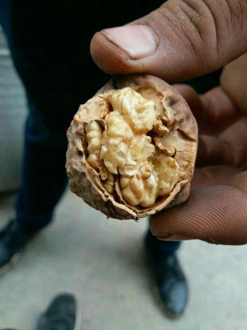 大泡核桃30mm以上去皮干