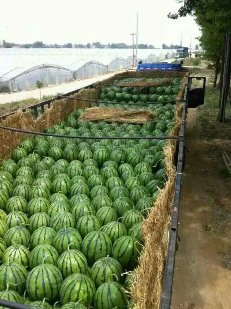 甜王西瓜10斤打底9成熟1茬小吊瓜五月份开始联系