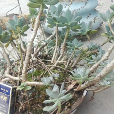 多肉植物含盆