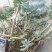 多肉植物含盆