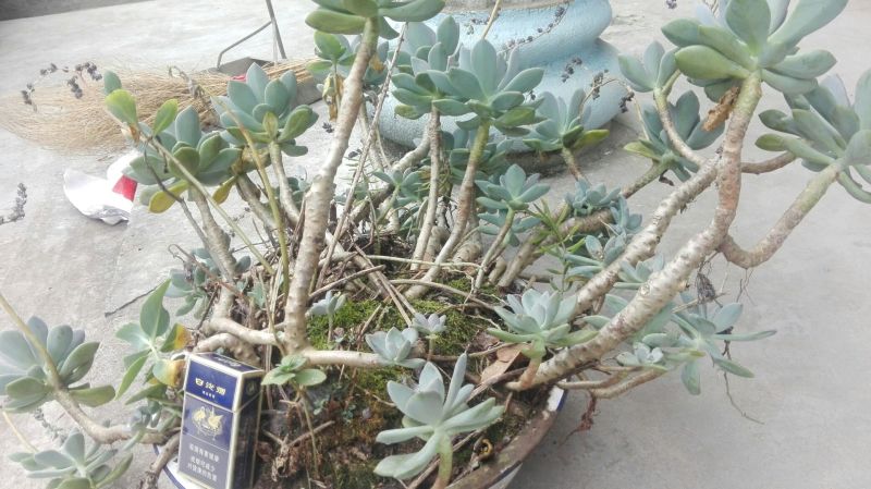 多肉植物含盆