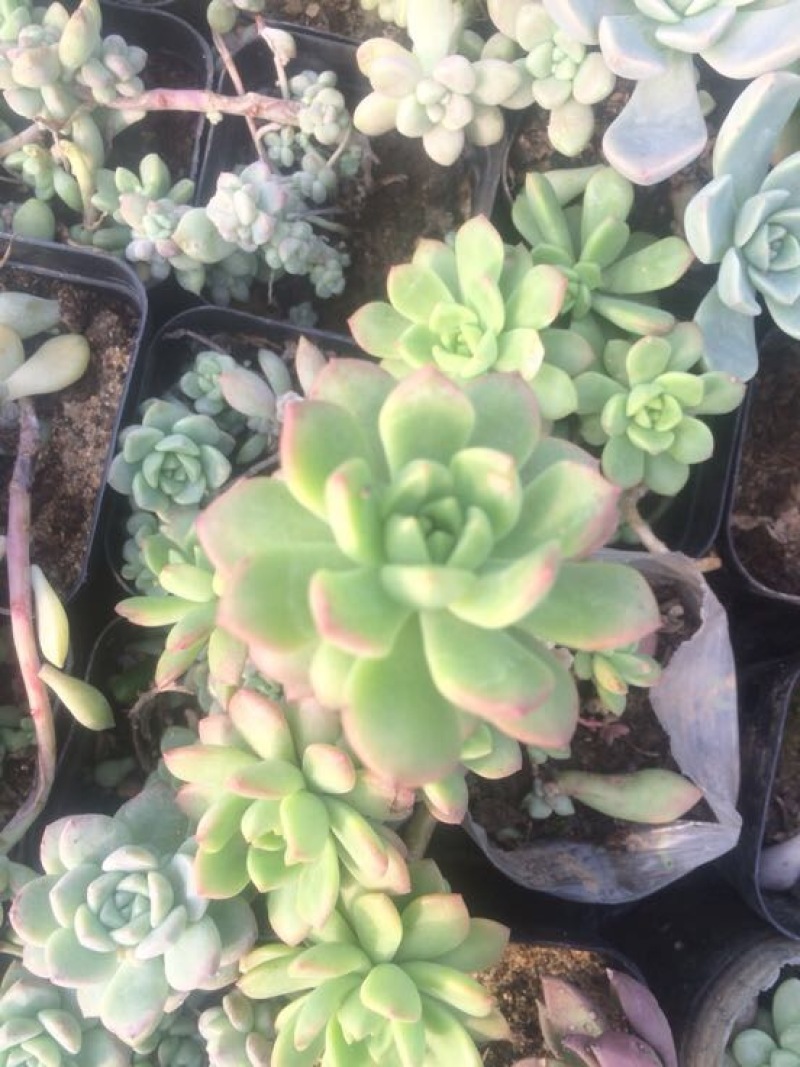 多肉植物