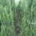 蜀桧1~1.1m