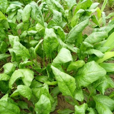 越冬菠菜25~30厘米
