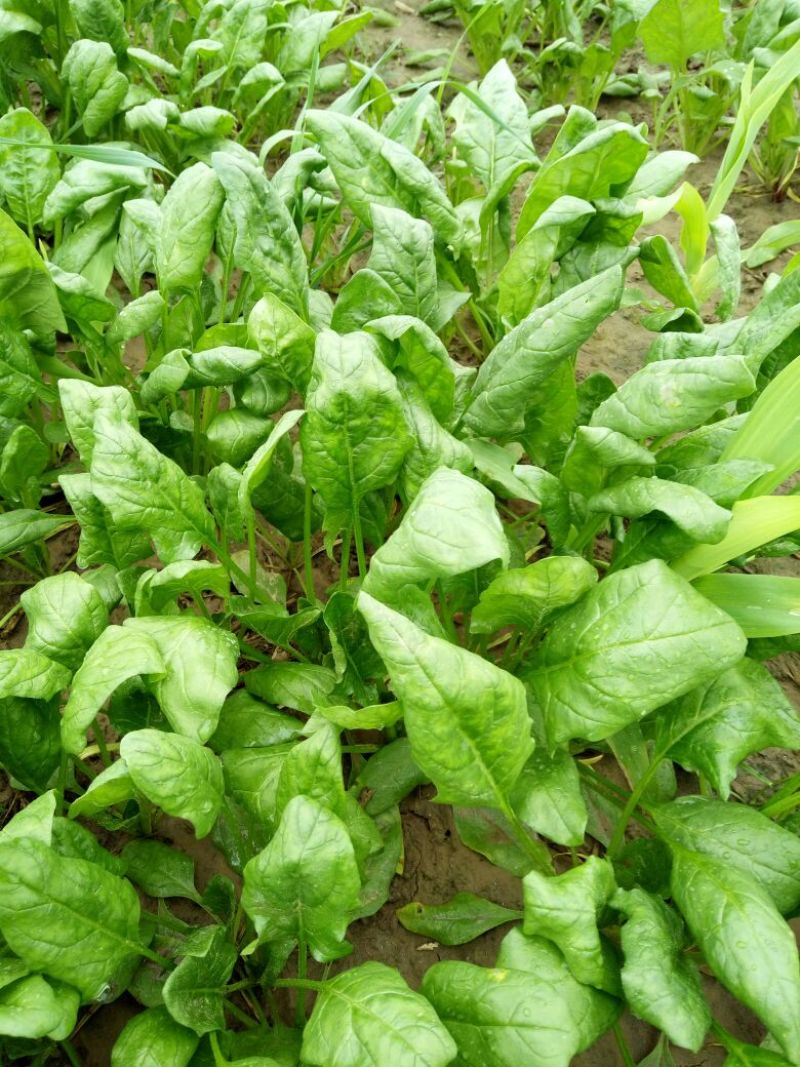 越冬菠菜25~30厘米