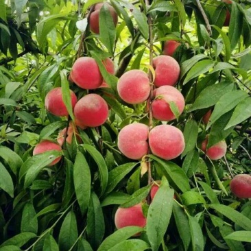 沂蒙霜红桃树苗品种多易成活