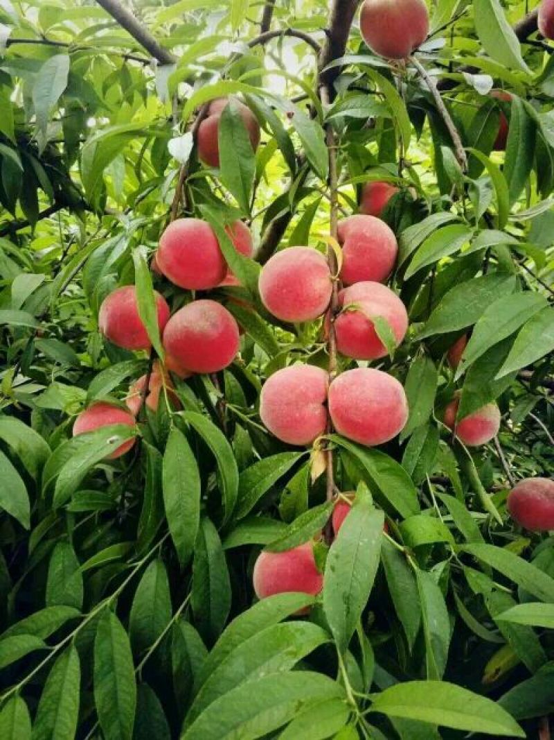 沂蒙霜红桃树苗品种多易成活