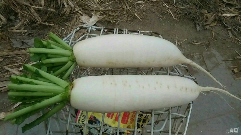 白皮白萝卜3.5~4斤起