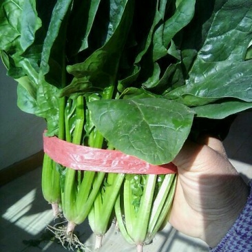 名门菠菜20~25厘米