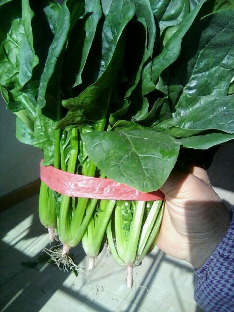 名门菠菜20~25厘米
