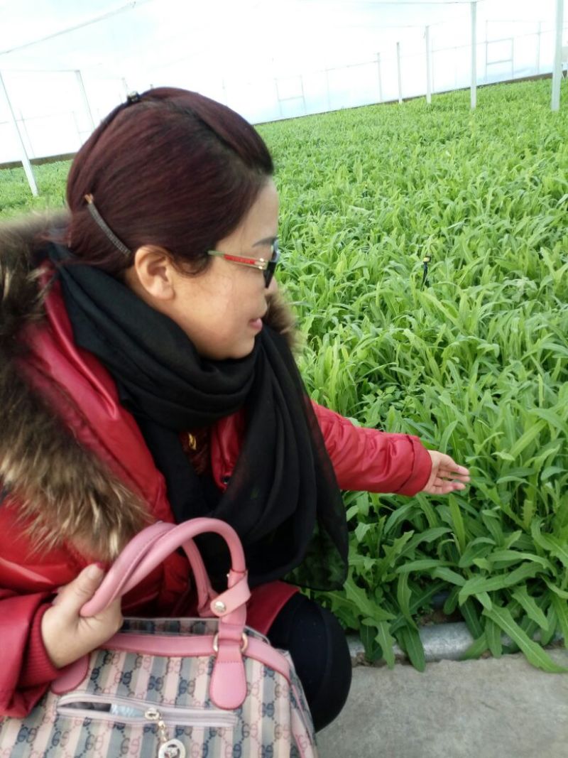 苦苣菜5~8厘米
