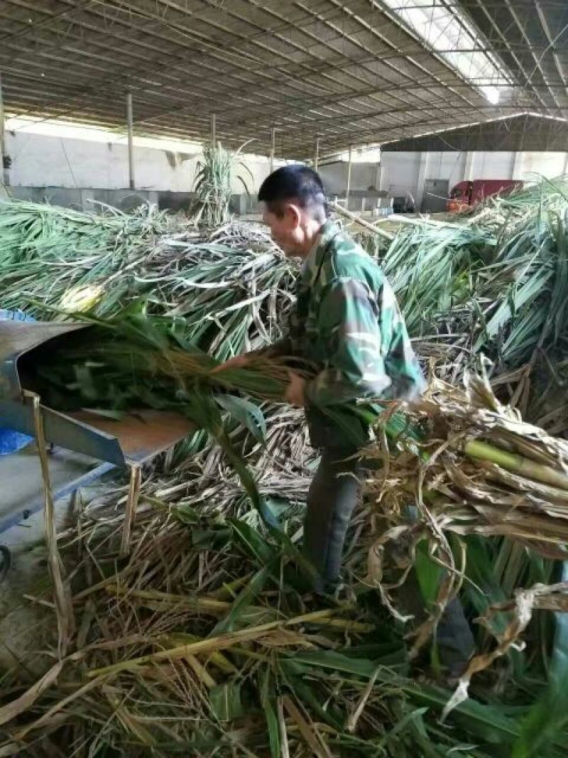 巴马香猪母