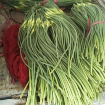 蒜薹40~50厘米河北邯郸，白帽蒜苔，新货，冷库货，都