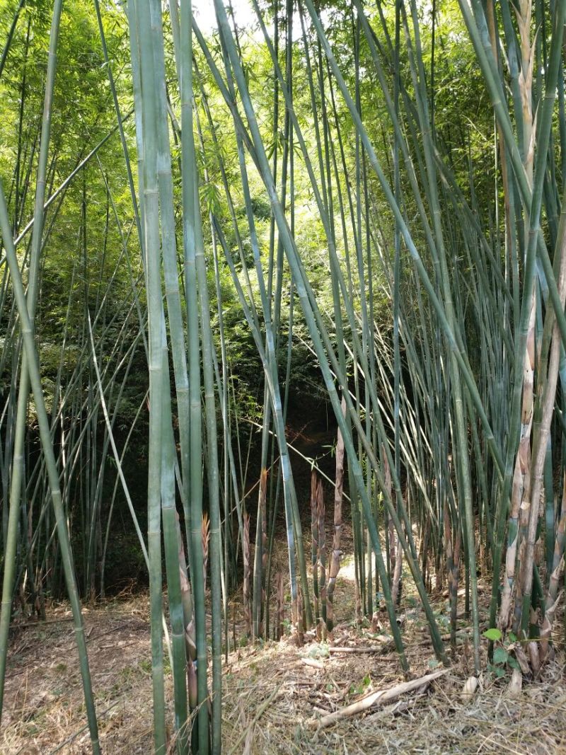 紫竹7~8m