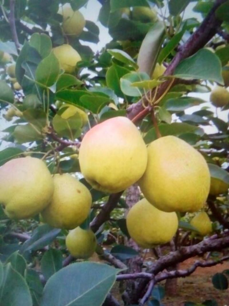红硝梨100~150g光果