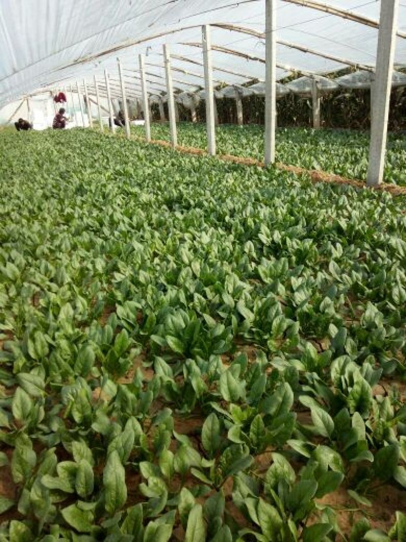 越冬菠菜15~20厘米