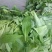 山野菜