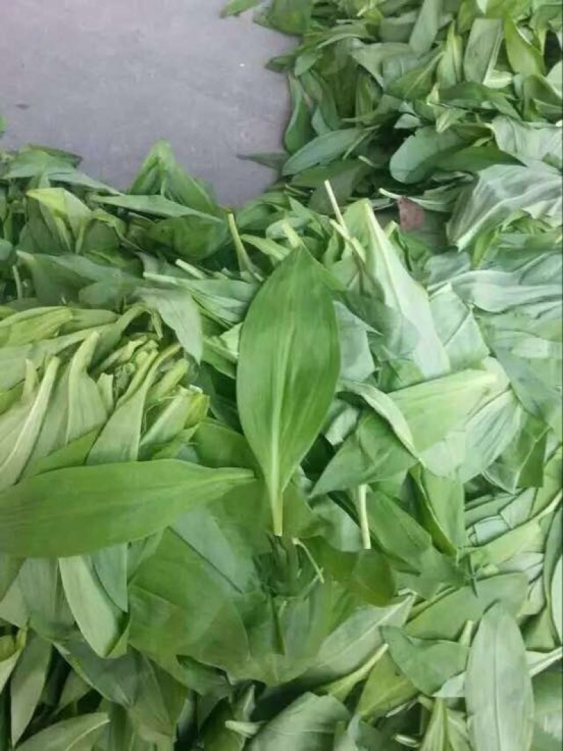 山野菜
