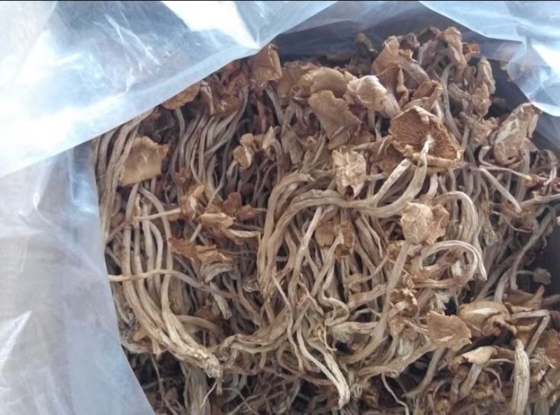 中国福建古田干品茶树菇特产