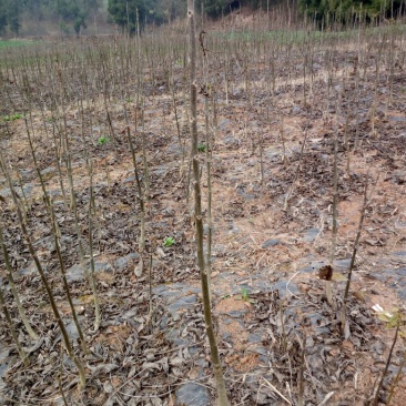 薄壳香核桃苗一年苗50~100cm
