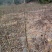 薄壳香核桃苗一年苗50~100cm