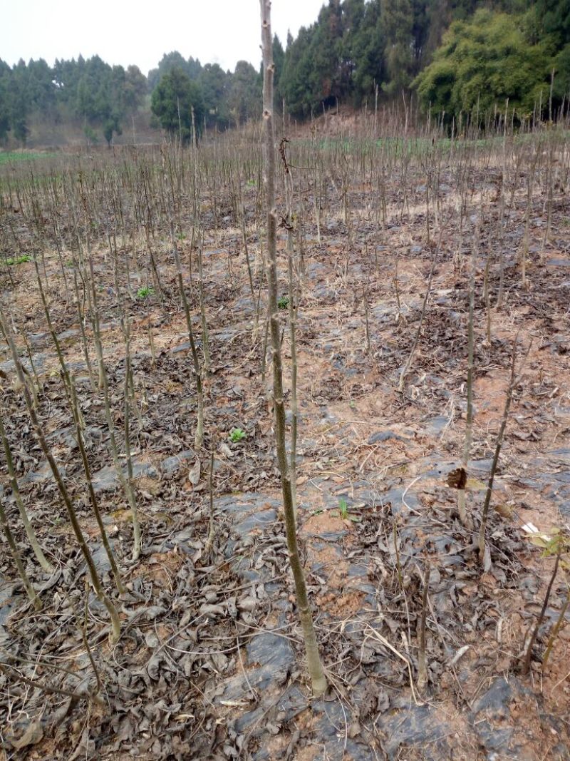 薄壳香核桃苗一年苗50~100cm