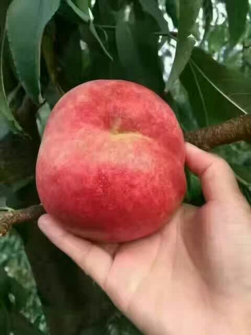 晚熟桃树苗.锦绣黄桃苗，映霜红桃苗品种齐全