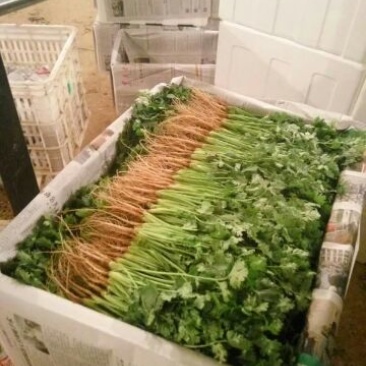 大叶香菜滑县香菜20~25厘米以上精品发全国