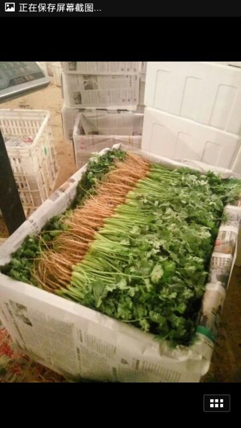 大叶香菜滑县香菜20~25厘米以上精品发全国