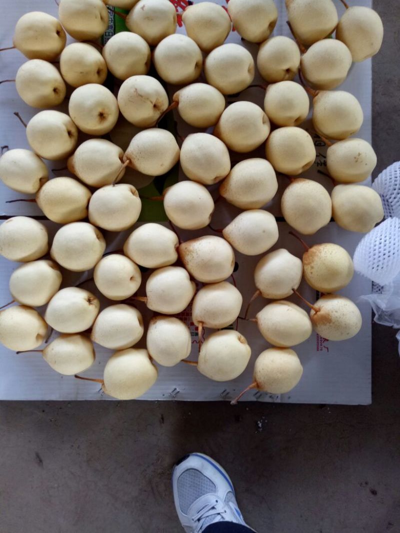 皇冠梨纸袋250~300g