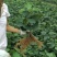 【精品】永顺猕猴桃种植合作社东红猕猴桃树苗水杨桃嫁接苗