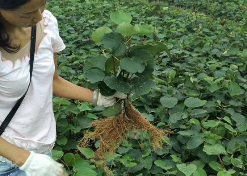 【精品】永顺猕猴桃种植合作社东红猕猴桃树苗水杨桃嫁接苗