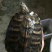 鳖