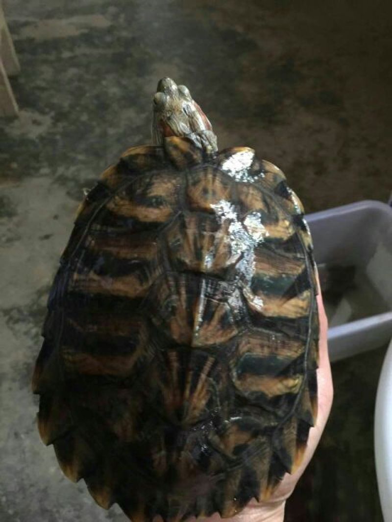 鳖