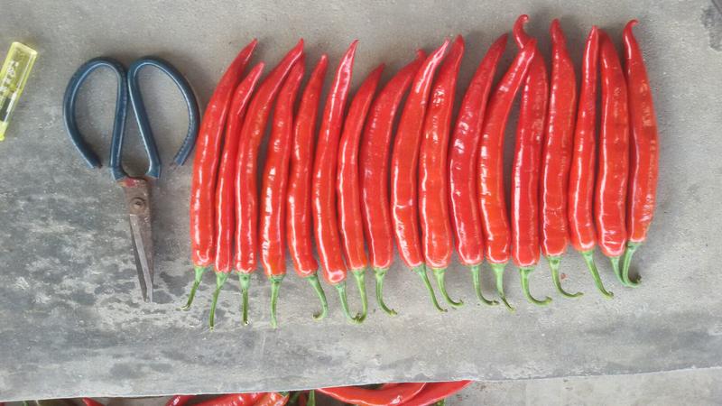 美人椒15~20厘米红
